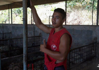 Renouvellement du cheptel porcin du lycée