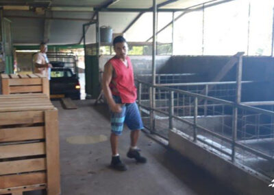 Renouvellement du cheptel porcin du lycée