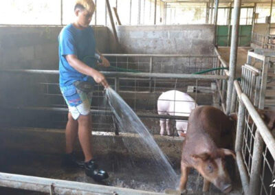 Renouvellement du cheptel porcin du lycée