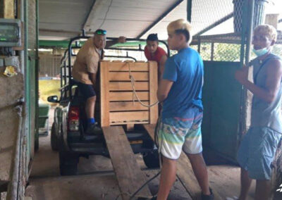 Renouvellement du cheptel porcin du lycée