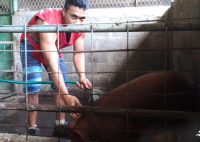 Renouvellement du cheptel porcin du lycée