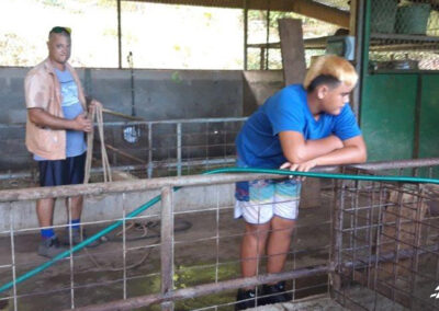Renouvellement du cheptel porcin du lycée